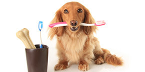 dog teeth cleaning Ahwatukee
